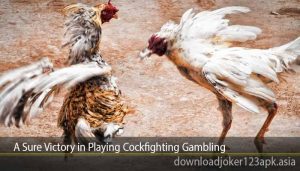 A Sure Victory in Playing Cockfighting